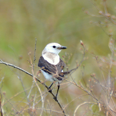 White-Rumped Monjita